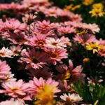 Close-up view of vibrant pink and yellow daisies in full bloom, captured in a garden setting.