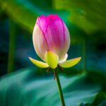 Vibrant pink lotus bud with green leaves, showcasing the beauty of nature.