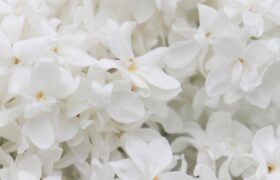 lilacs, white flowers, flowers, spring flowers, beautiful flowers, flower background, bloom, blossom, flora, plant, nature, flower wallpaper, close up