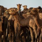 camels, animals, nature, desert, qom province, iran, kavir national park