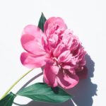 photo of pink petaled flowers