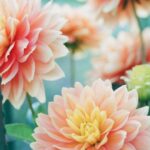 pink dahlia flowers in focus photography