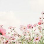 pink and white flowers under white sky during daytime