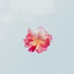 red and white petaled flower close-up photography