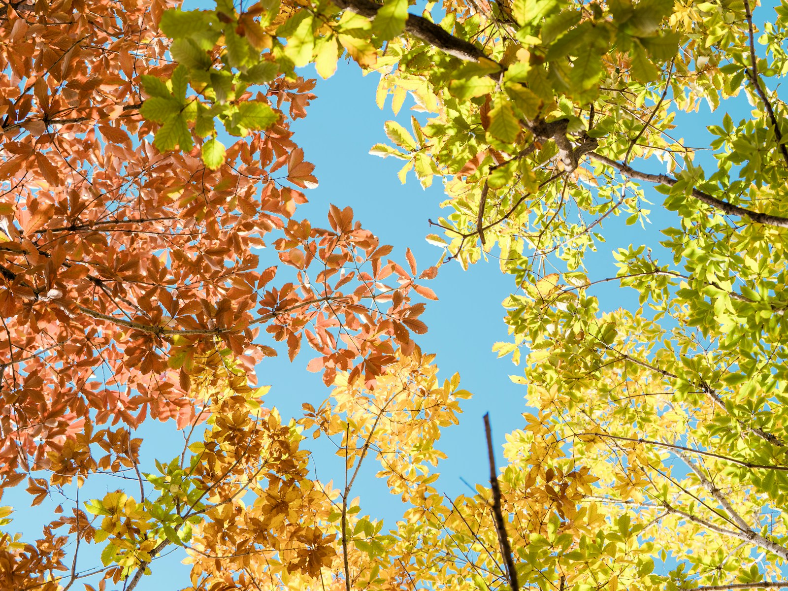 Colorful autumn leaves against a clear blue sky.